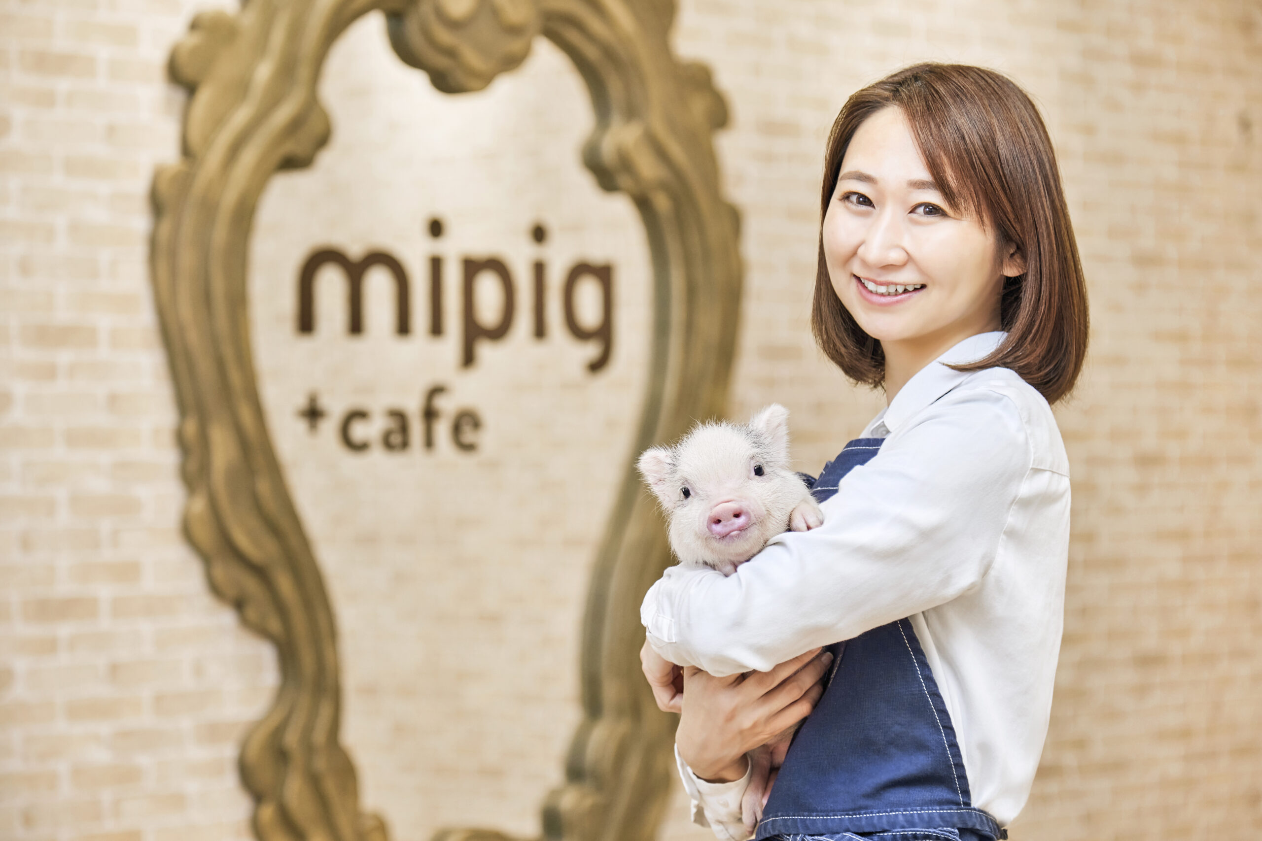 カフェに在籍するマイクロブタさんは生後2カ月～1歳前後で、個性豊かです。