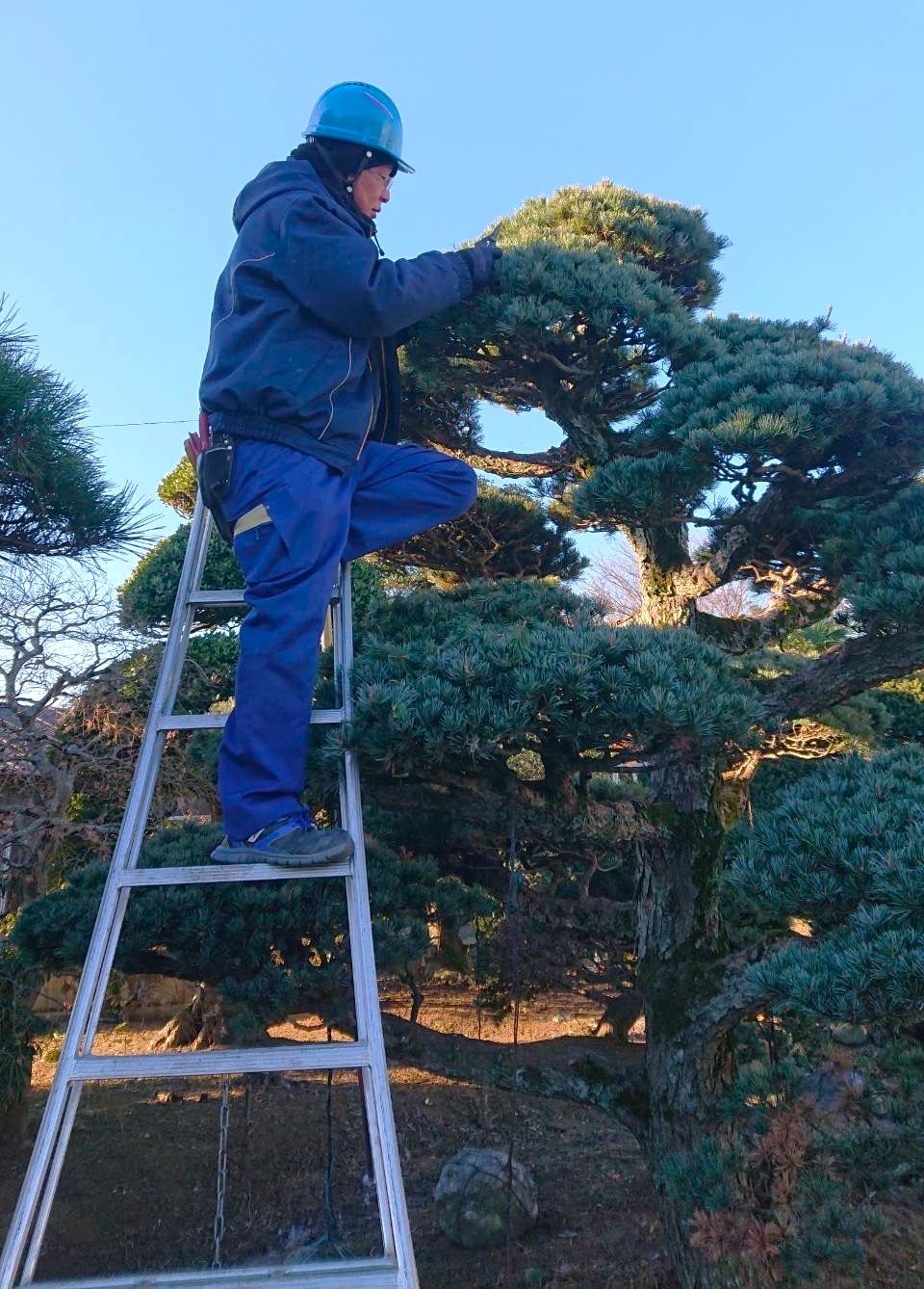 松の手入れ（剪定）を行っている様子