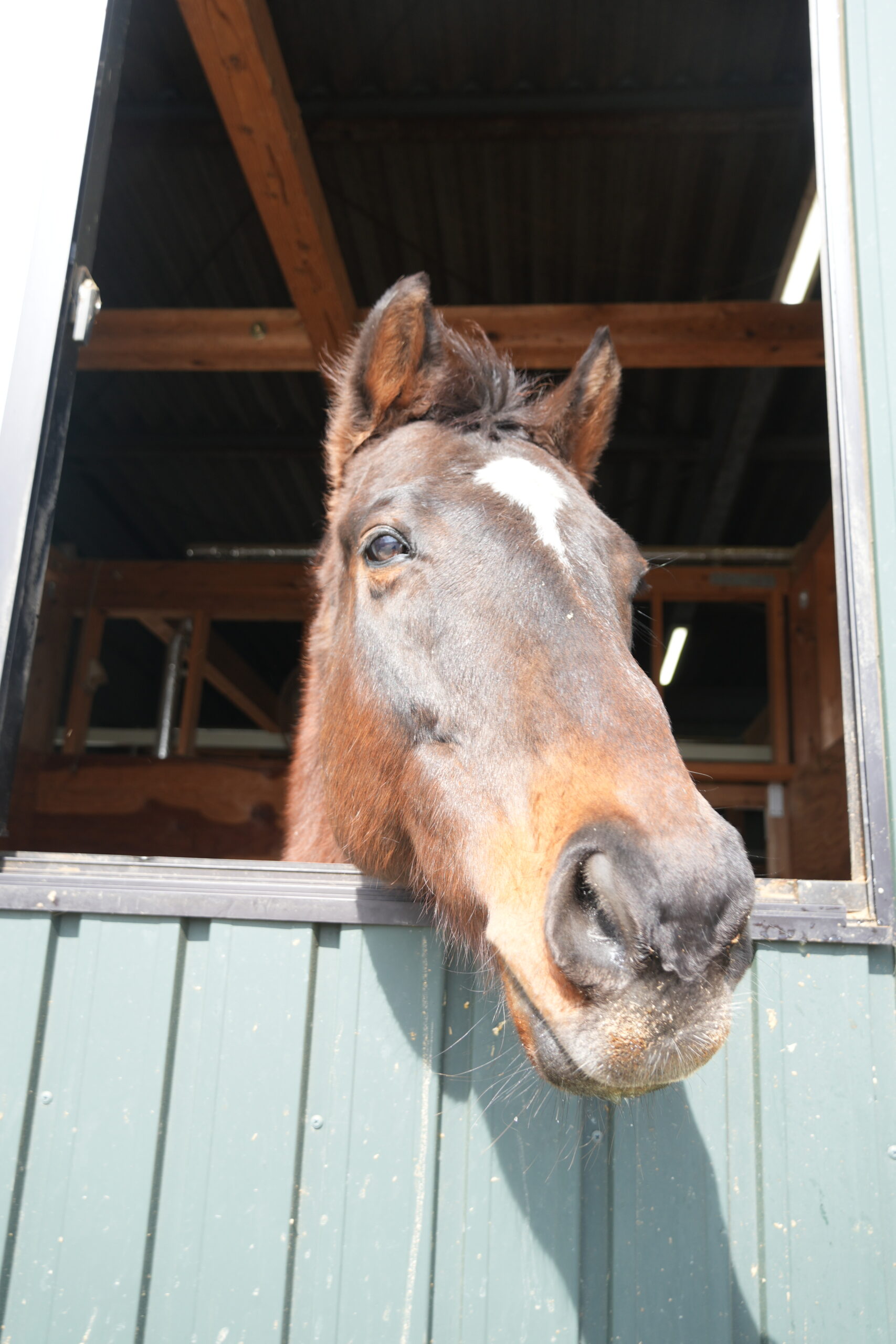 厩舎から顔をのぞかせる所属馬。人と馬の距離が近い厩舎です。